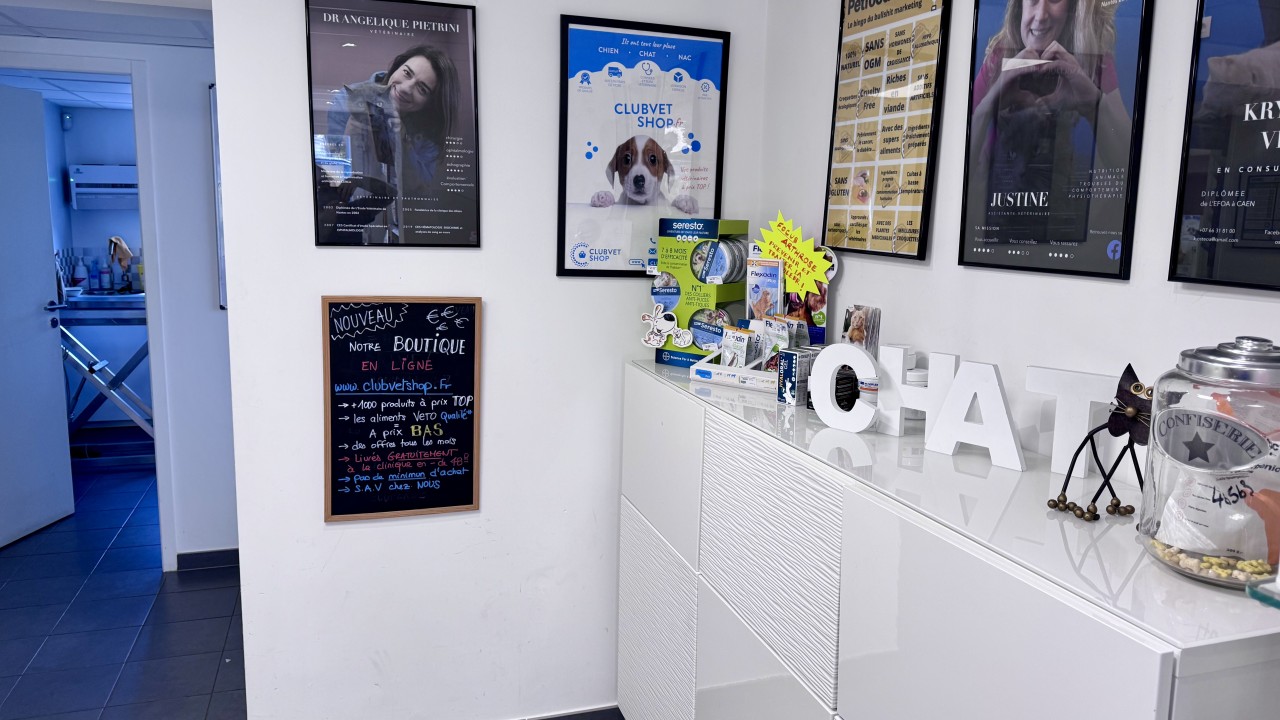 Espace chat