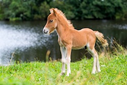 mini horse Falabella