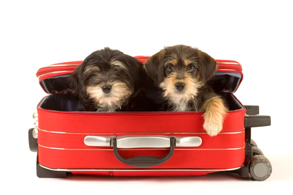 Two cute puppies brothers in the suitcase